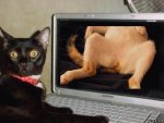 cat_pr10.jpg