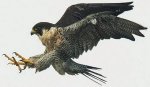 halcon peregrino2.jpg