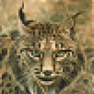 Lince_Iberico