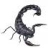 AmazingScorpions