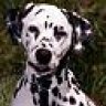 dalmata