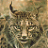 Lince_Iberico
