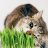 vico_271284